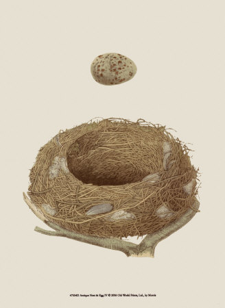 Antique Nest And Egg Iv by Reverend Francis O. Morris Pricing Limited Edition Print image