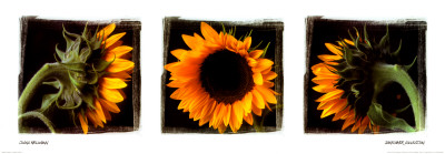 Sunflower Trio I by Ilona Wellmann Pricing Limited Edition Print image