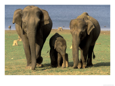 Asian Elephant Family, Nagarhole National Park, India by Gavriel Jecan Pricing Limited Edition Print image