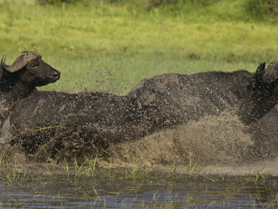 African Buffalo Charging Through Water by Beverly Joubert Pricing Limited Edition Print image