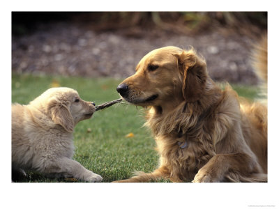 Golden Retriever Dog And Puppy by William Meyer Pricing Limited Edition Print image