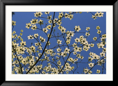 Pacific Dogwood Blossoms In A Lacy Pattern Against A Blue Sky by Marc Moritsch Pricing Limited Edition Print image