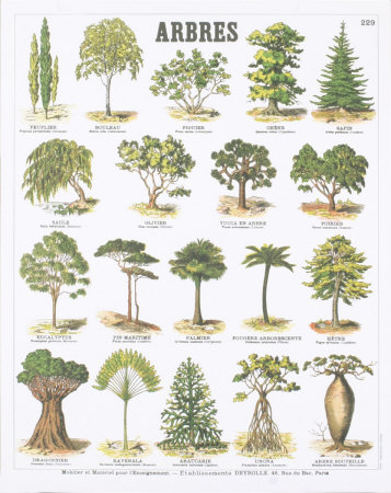 Trees Teaching Chart by Deyrolle Pricing Limited Edition Print image