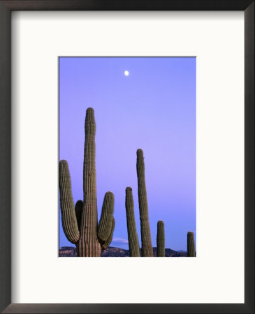 Saguaro Cacti (Carnegiea Gigantea) And High Full Moon Superstition Mountains, Arizona, Usa by Rob Blakers Pricing Limited Edition Print image