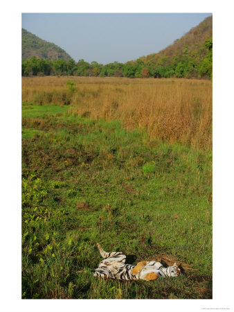 Bengal Tiger, Tigress Asleep, Madhya Pradesh, India by Elliott Neep Pricing Limited Edition Print image