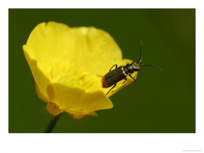 Malachite Beetle On Buttercup, Middlesex, Uk by Elliott Neep Pricing Limited Edition Print image