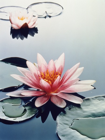 Two Water Lilies by Josh Westrich Pricing Limited Edition Print image
