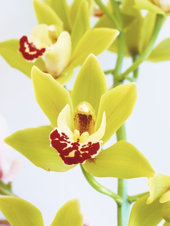 Yellow-Green Cymbidium Orchids On Stalk by Envision Pricing Limited Edition Print image