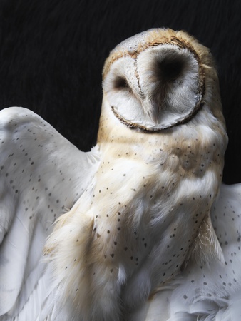 Barn Owl by Bernd Vogel Pricing Limited Edition Print image