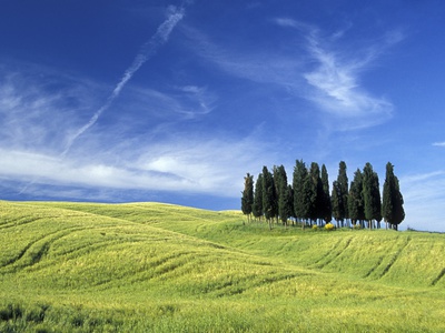 Cypress Grove On Rolling Hills In Tuscany by Donald Nausbaum Pricing Limited Edition Print image