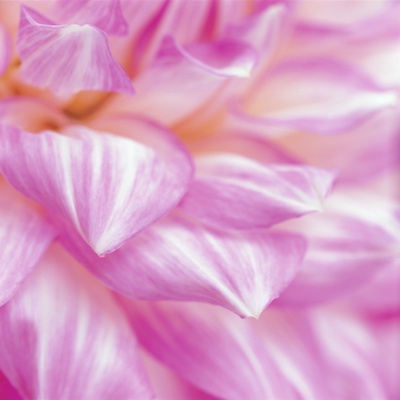 Pink Flower Petals by Heide Benser Pricing Limited Edition Print image