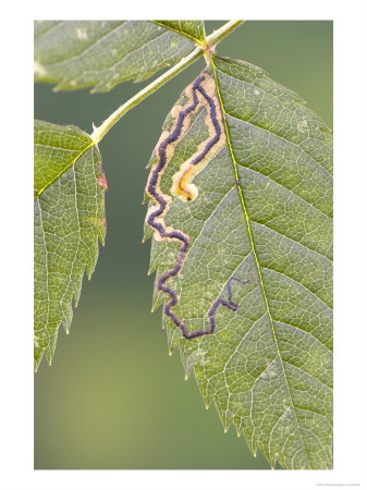 Leaf Miner Damage To Rose Leaf by Kidd Geoff Pricing Limited Edition Print image