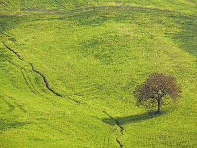 Italy, Tuscany, Landscape by Fotofeeling Pricing Limited Edition Print image