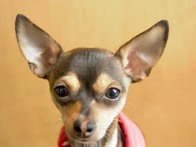 Portrait Of A Chihuahua by Amanda Lynn Pricing Limited Edition Print image