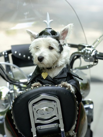 Dog Wearing Leather Jacket And Helmet Sitting On Motorcycle by Brian Summers Pricing Limited Edition Print image
