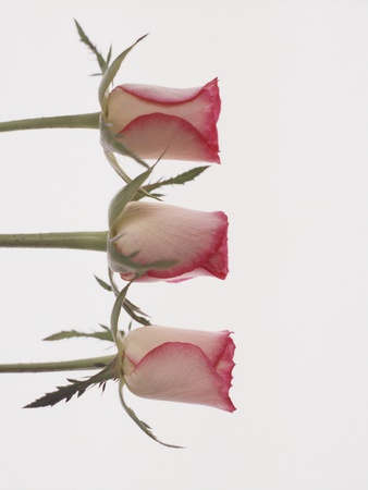 Three Rose Buds On White Background by Lottie Davies Pricing Limited Edition Print image