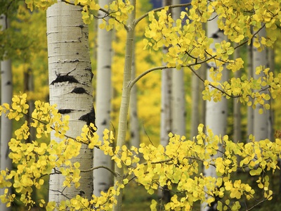 Aspen Trees by Dennis Frates Pricing Limited Edition Print image
