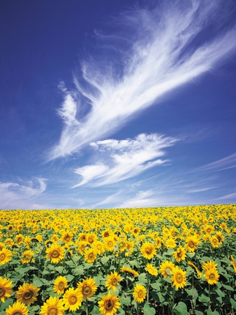 Feild Of Sunflowers by Masaaki Tanaka Pricing Limited Edition Print image