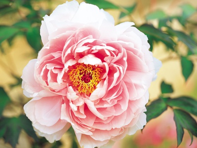 Large Pink Flower by Takashi Komiyama Pricing Limited Edition Print image