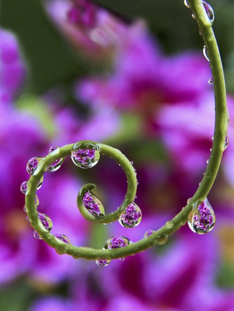 Clematis Seen Through Beads Of Water On Tendril Of Passion Flower Plant by Dennis Frates Pricing Limited Edition Print image