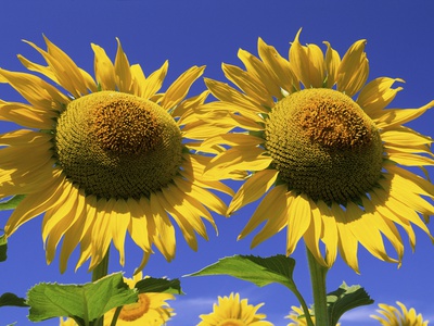 Sunflowers by Tom Bol Pricing Limited Edition Print image