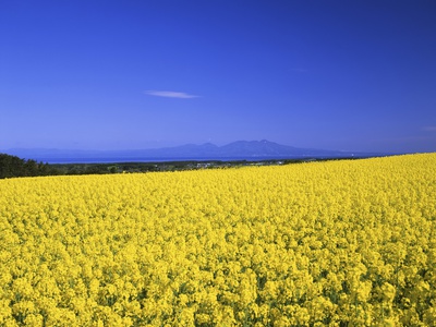 Field Of Rapeseed by Kunio Hirano Pricing Limited Edition Print image