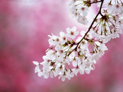 Sakura (Cherry Blossom) by Kazuya Shiota Pricing Limited Edition Print image