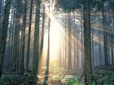 Hazy Forest With Sunrays Protruding by Chieko Sano Pricing Limited Edition Print image