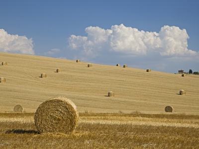 Italy, Tuscany, Bales Of Straw On Harvested Corn Fields by Fotofeeling Pricing Limited Edition Print image
