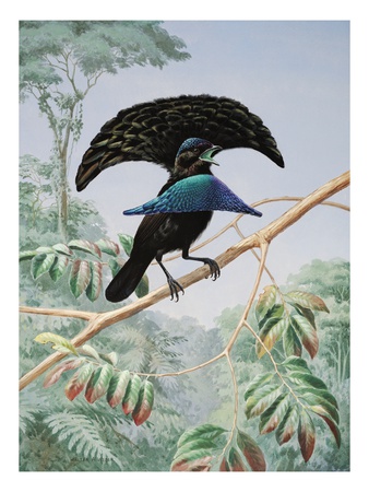 Lesser Superb Bird Of Paradise Opens His Feathered Shield And Cape by National Geographic Society Pricing Limited Edition Print image