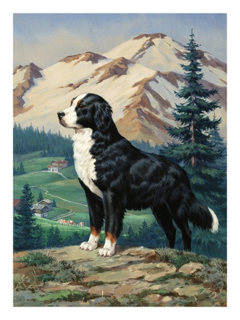 A Bernese Mountain Dog Stands On A Hill Overlooking A Rural Valley by National Geographic Society Pricing Limited Edition Print image