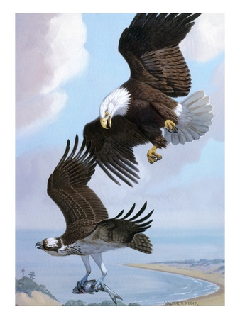 Bald Eagle Bullies Osprey In Flight To Force It To Give Up Its Catch by National Geographic Society Pricing Limited Edition Print image