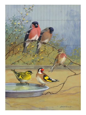 Bullfinches, Linnet, Siskin, And Goldfinch Perch Next To One Another by National Geographic Society Pricing Limited Edition Print image
