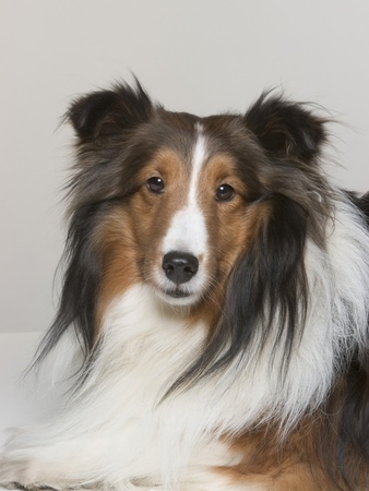 Sheltie by Brian Summers Pricing Limited Edition Print image