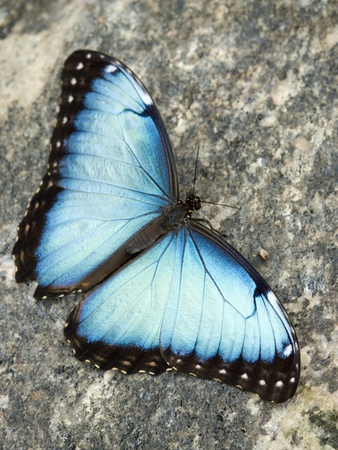 Butterfly, Niagara Botanical Gardens, Niagara Falls, Ontario by Darwin Wiggett Pricing Limited Edition Print image