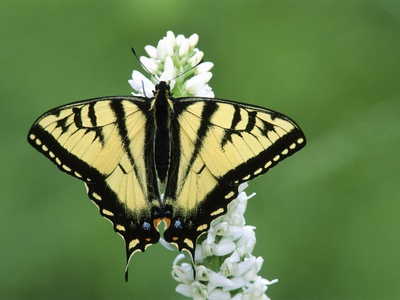 Tiger Swallowtail Butterfly, British Columbia by Mike Grandmaison Pricing Limited Edition Print image