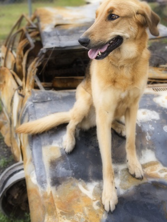 Dog Sitting On Rusted Car by Darwin Wiggett Pricing Limited Edition Print image