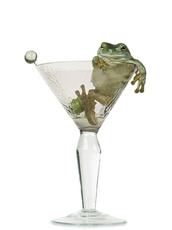 Drunken Frog In Empty Martini Glass by Darwin Wiggett Pricing Limited Edition Print image