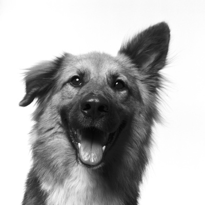 Smiling Dog With One Ear Up, One Ear Down, B&W by Brian Summers Pricing Limited Edition Print image