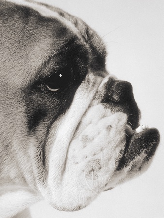 Profile Of A Bulldog, Black & White by Skip Dean Pricing Limited Edition Print image
