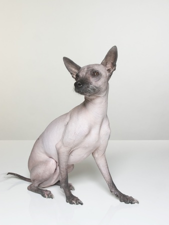 Mexican Hairless Dog by Brian Summers Pricing Limited Edition Print image
