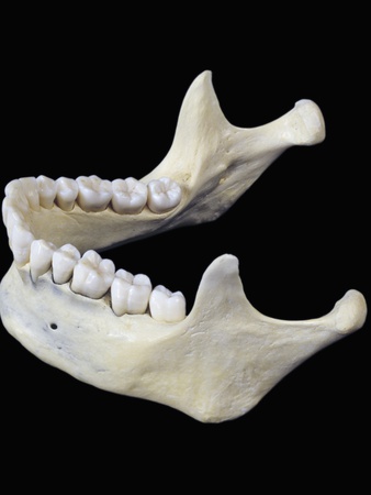 The Human Lower Jaw Bone Or Mandible Is The Largest And Strongest Bone In The Face by Ralph Hutchings Pricing Limited Edition Print image