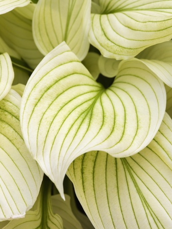 Hosta, Or White Feather by Clive Nichols Pricing Limited Edition Print image