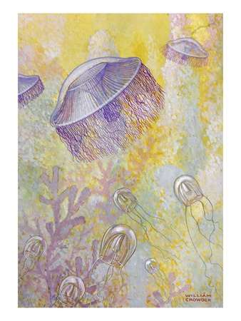 A Painting Of Two Different Species Of Jellyfish by William H. Crowder Pricing Limited Edition Print image