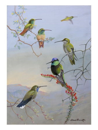 A Painting Of Several Species Of Hummingbirds Perched On Branches by Allan Brooks Pricing Limited Edition Print image