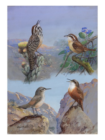 A Painting Of Several Wren Species by Allan Brooks Pricing Limited Edition Print image