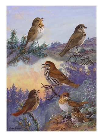 A Painting Of Several Species Of Thrush And Veery by Allan Brooks Pricing Limited Edition Print image