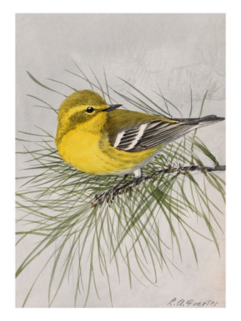 A Painting Of A Pine Warbler, Dendroica Pinus, Perched On A Branch by Louis Agassiz Fuertes Pricing Limited Edition Print image