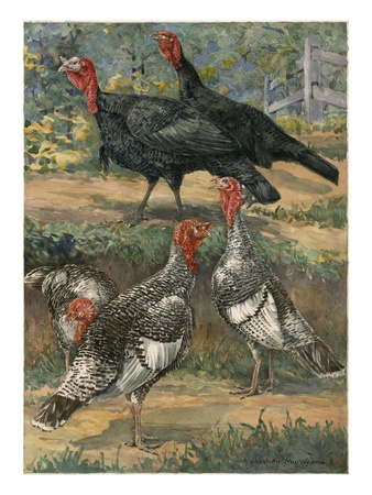 A Painting Of Two Black Turkeys And Three Narragansett Turkeys by Hashime Murayama Pricing Limited Edition Print image