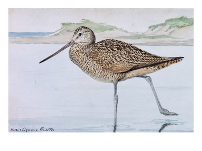 A Painting Of A Marbled Godwit, Limosa Fedoa by Louis Agassiz Fuertes Pricing Limited Edition Print image